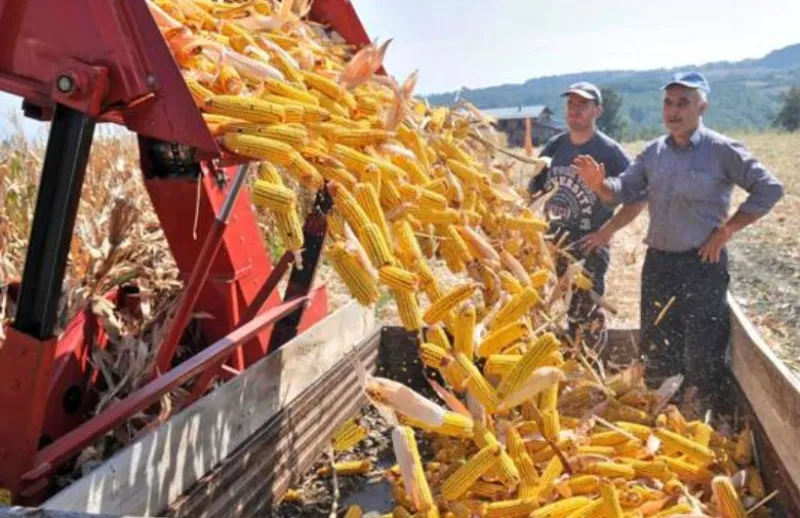 Posavina: Suša uništila više od 60 posto kukuruza