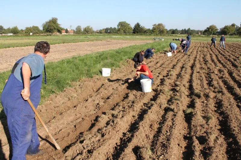 Rani krumpir sadi se od Ljubuškog do zaleđa Neuma