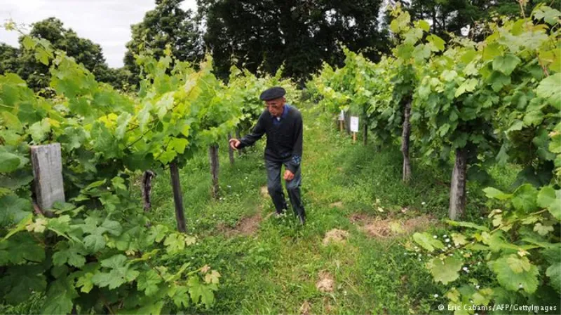 Čovjeku ukrali vinograd!