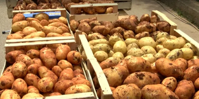 Porasla prodaja krumpira na tržnicama