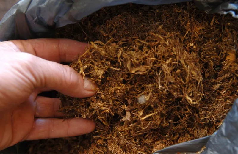 Oživljava li 'žuto zlato' ponovno? Za hercegovački duhan zainteresirani British American Tobacco i Philip Morris
