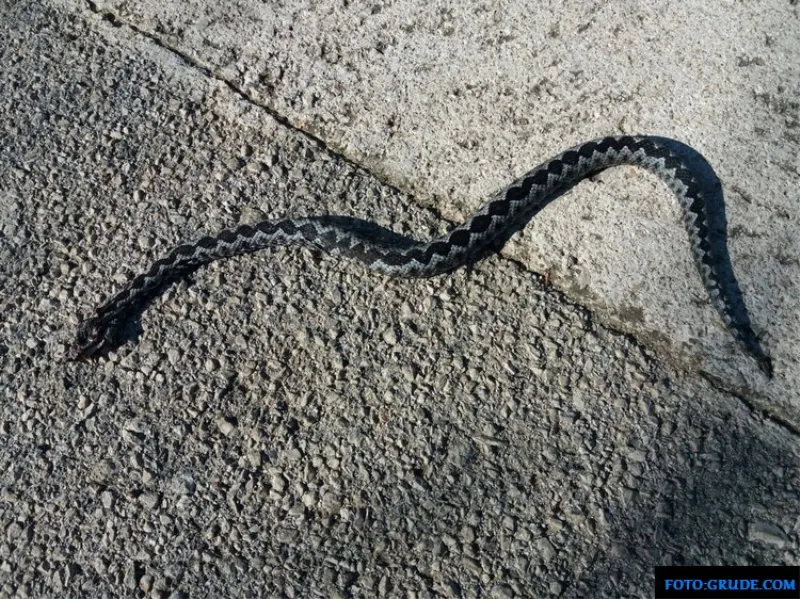 Poskok ugrizao psa u Dalmaciji! Veterinar: Seruma nemamo ni za ljude... 1