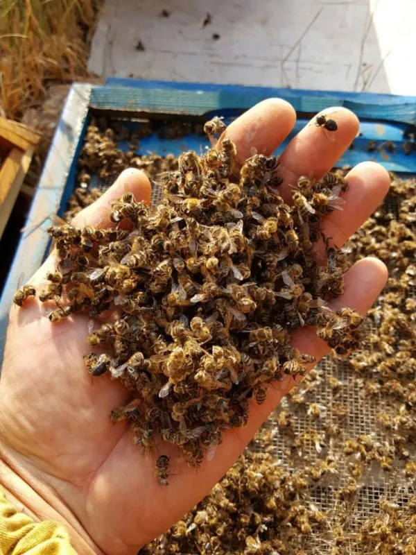 'Milijuni mrtvih pčela u poljima, nešto se događa' 1