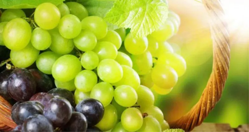 Vinogradari u Hercegovini očekuju dobar rod grožđa