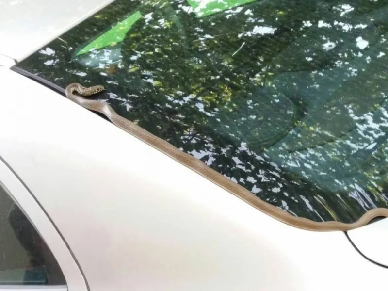 ŠOK I PANIKA: Djevojkama zmija ušla u automobil