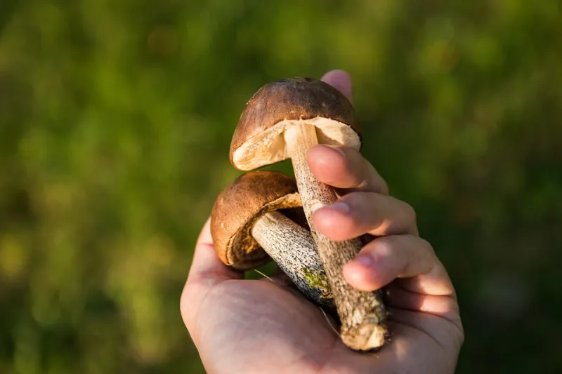 Otrovnim pečurkama sa pijace u Šapcu otrovalo se devet osoba, u teškom su stanju