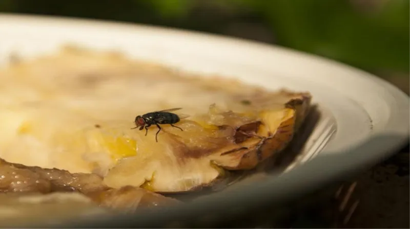 Isprobajte trik koji će zauvijek otjerati dosadne muhe