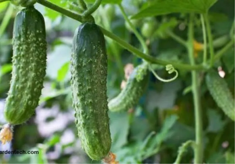 7 dobrobiti krastavca za koje sigurno niste znali