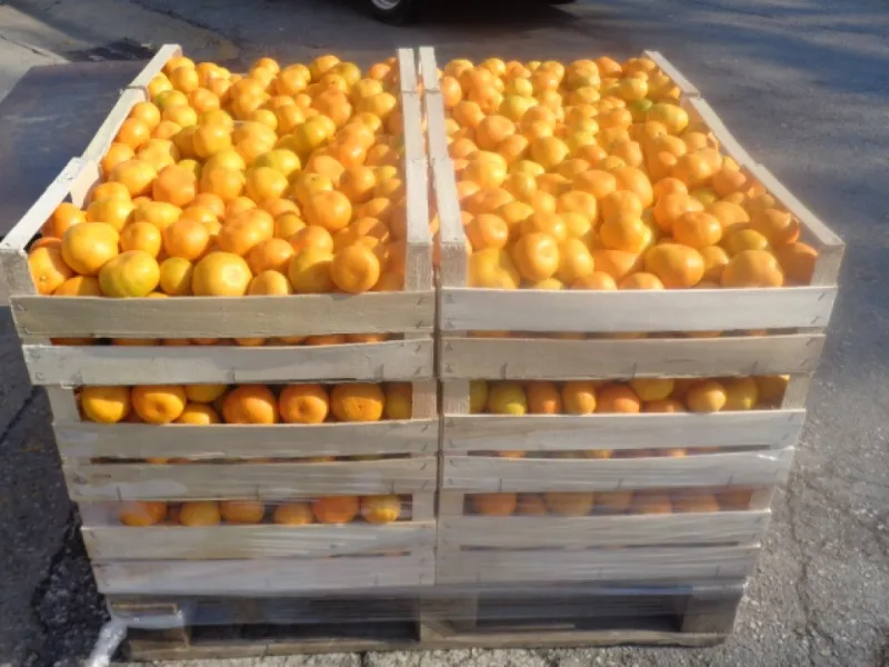 Tone mandarina propadaju u dolini Neretve