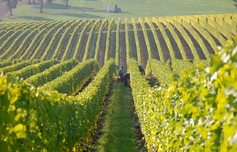 Rezidba vinograda