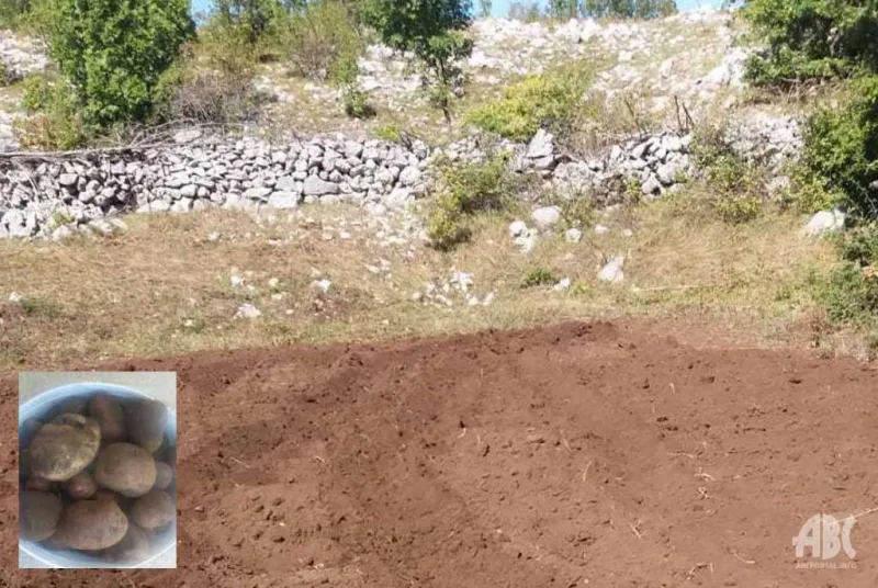 Lopovi im povadili stotine kilograma krumpira