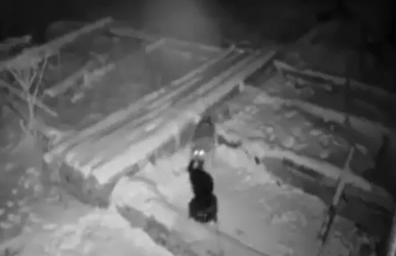 VIDEO: Vuk usmrtio pa otrgnuo psa s lanca