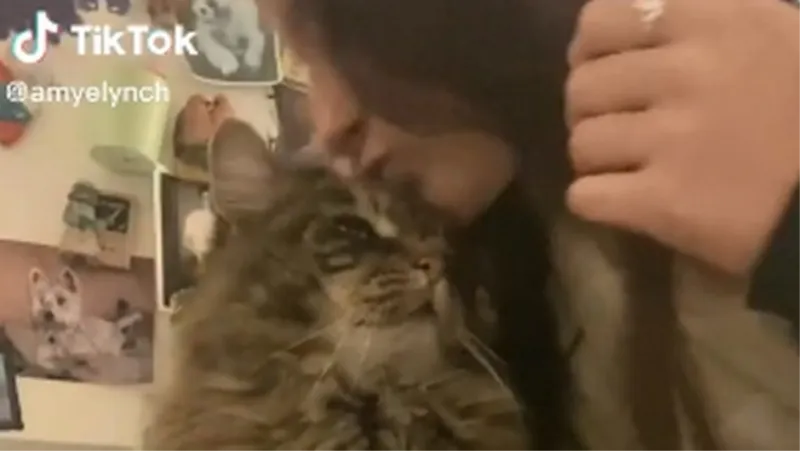 VIDEO: Novi TikTok izazov na kojeg mačke ne reagiraju najbolje