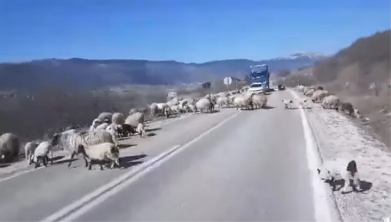 VIDEO: Ovce i janjad blokirali cestu u Hercegovini