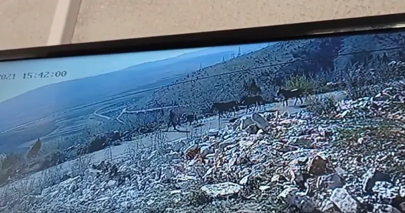 Uhićeni zbog krađe i zlostavljanja konja na Bilima