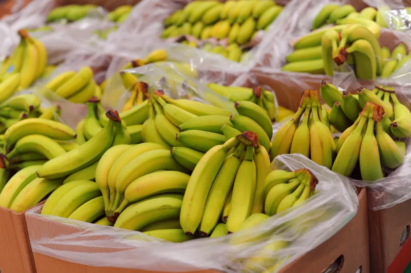 Banane s drogom vrijednom 65 milijuna eura naručila TVRTKA IZ BIH