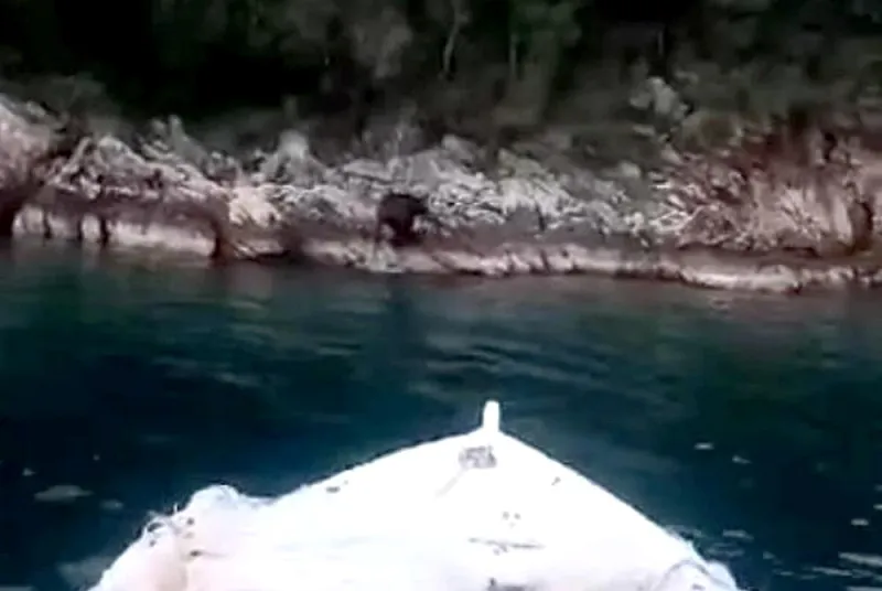 NEUM: Medvjed uživao u kupanju u moru