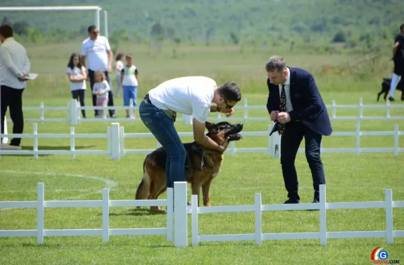 Grude dog show FOTOGALERIJA