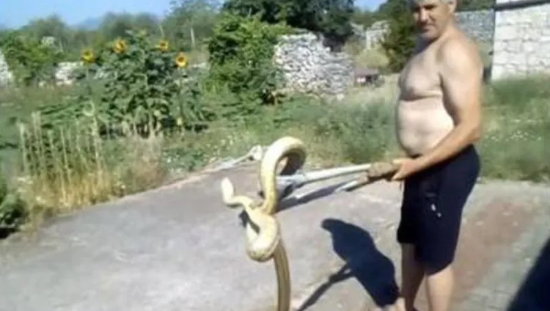 VIDEO: Ogromnu zmiju izvukli iz kuće u Ljubuškom, žena je zatekla u kuhinji