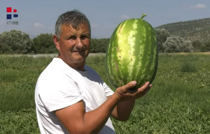 Fedralno ministarstvo ne podržava proizvodnju lubenice