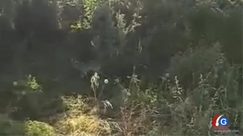 VIDEO: Vuk došao među kuće u Gorici