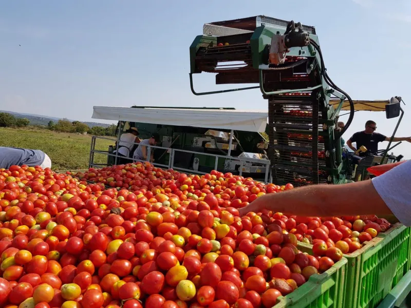 Rajčica iz Hercegovine u Rusiji: Na putu puno zapreka, kamion putovao 9 dana...