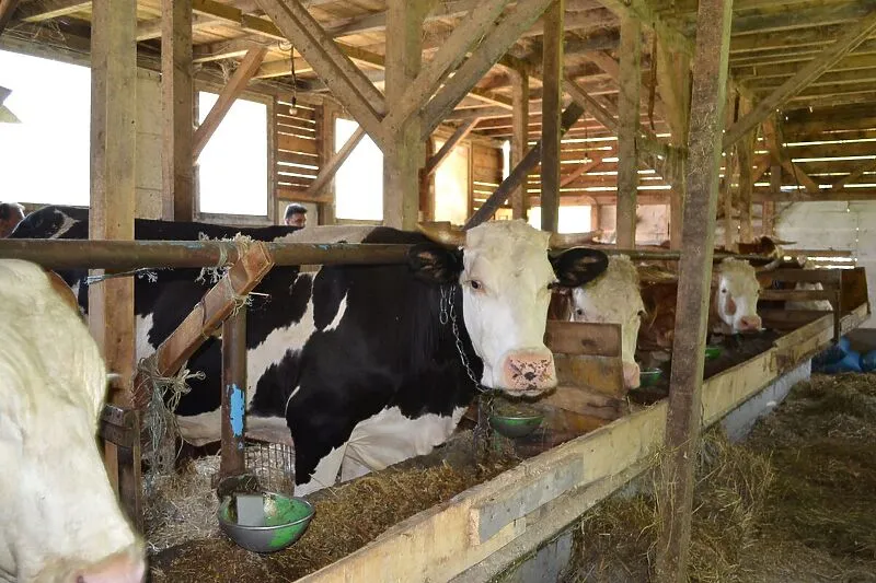 Kako je mikrokreditni sektor podržao opstanak malih biznisa u jeku pandemije