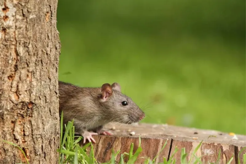 Kako je blizina ljudi radikalno promijenila životinje