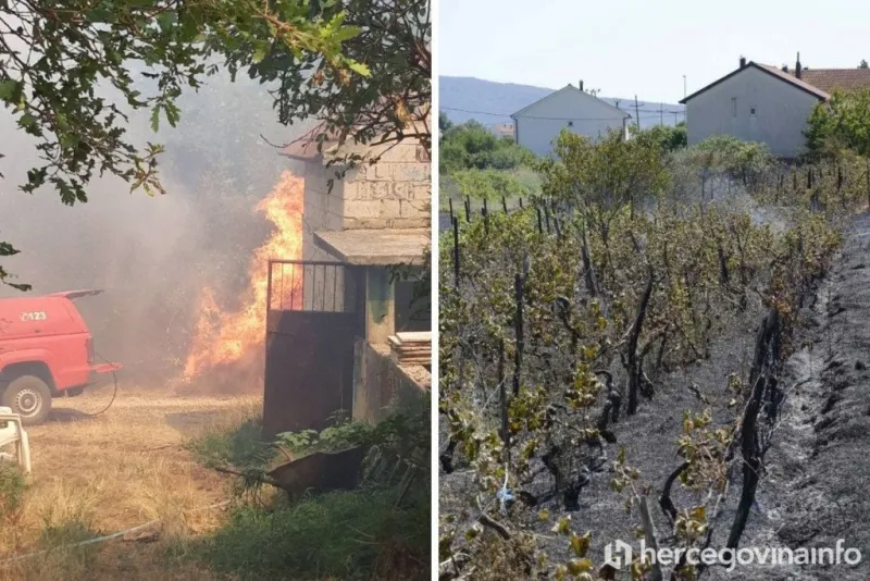 FOTO: Kamen bi proplakao! Kod Čitluka izgorjeli vinogradi, voćke, izgorjele pčele u košnicama 1