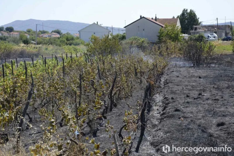 FOTO: Kamen bi proplakao! Kod Čitluka izgorjeli vinogradi, voćke, izgorjele pčele u košnicama 4