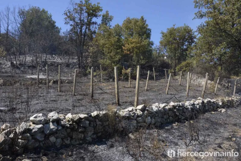 FOTO: Kamen bi proplakao! Kod Čitluka izgorjeli vinogradi, voćke, izgorjele pčele u košnicama 5