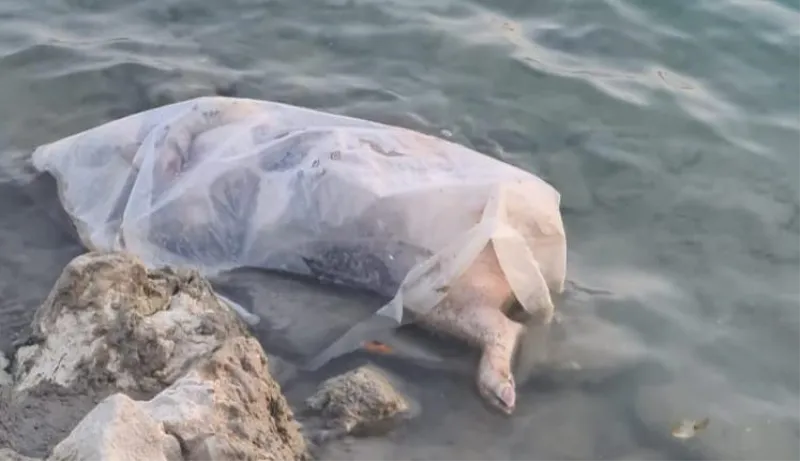 Šokantan prizor u jezeru Krenica! Netko je u mitsko jezero ubacio uginulu svinju