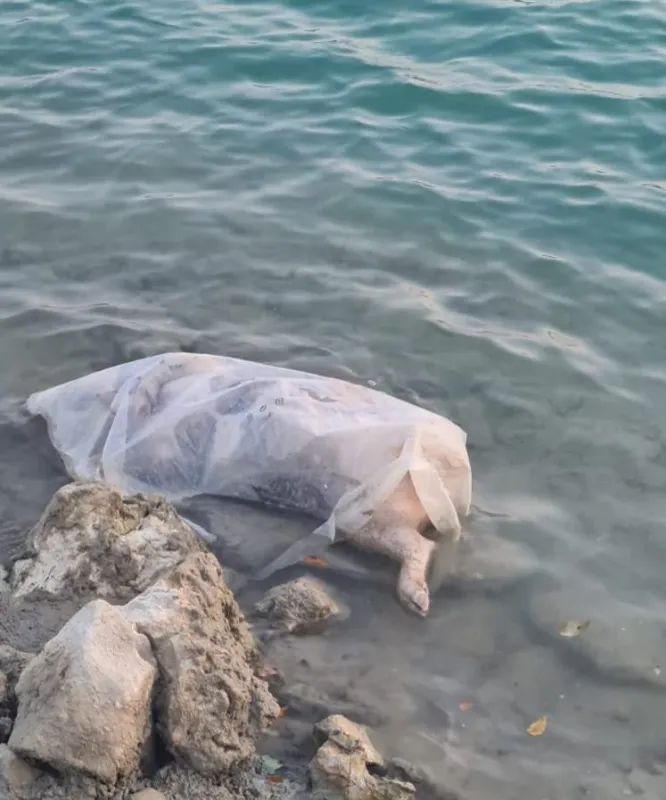 Šokantan prizor u jezeru Krenica! Netko je u mitsko jezero ubacio uginulu svinju 1