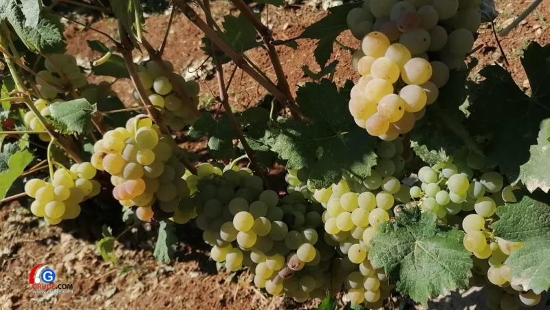 Enolozi u Hercegovini: Ubrzajte berbu da je ne pokvari kiša