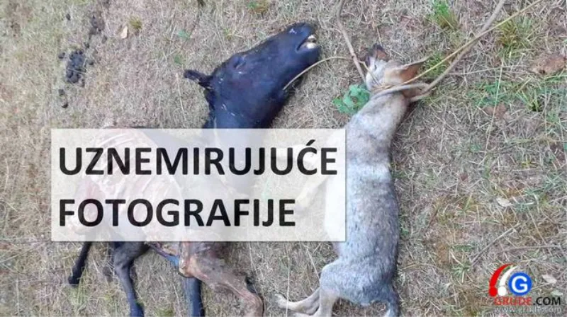 UZNEMIRUJUĆE fotografije: VUKOVI RAZDERALI ŽDRIJEBE U TIHALJINI