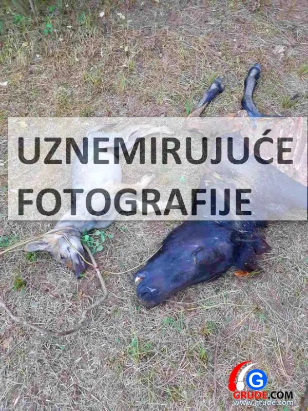 UZNEMIRUJUĆE fotografije: VUKOVI RAZDERALI ŽDRIJEBE U TIHALJINI 1