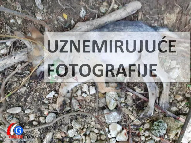 UZNEMIRUJUĆE fotografije: VUKOVI RAZDERALI ŽDRIJEBE U TIHALJINI 2