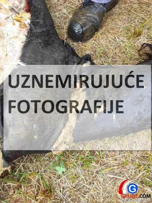 UZNEMIRUJUĆE fotografije: VUKOVI RAZDERALI ŽDRIJEBE U TIHALJINI 3