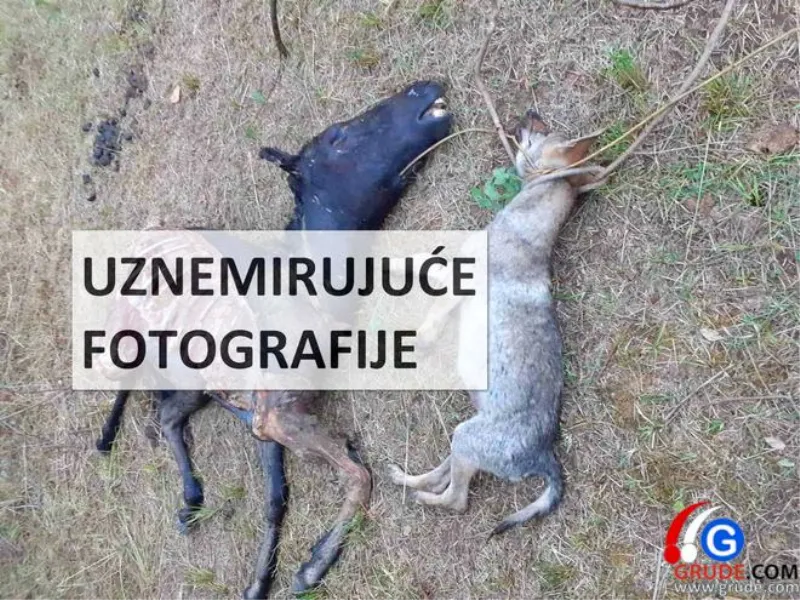 UZNEMIRUJUĆE fotografije: VUKOVI RAZDERALI ŽDRIJEBE U TIHALJINI 4