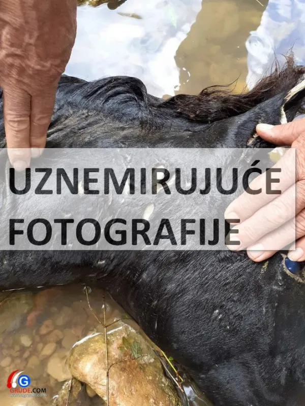 UZNEMIRUJUĆE fotografije: VUKOVI RAZDERALI ŽDRIJEBE U TIHALJINI 5