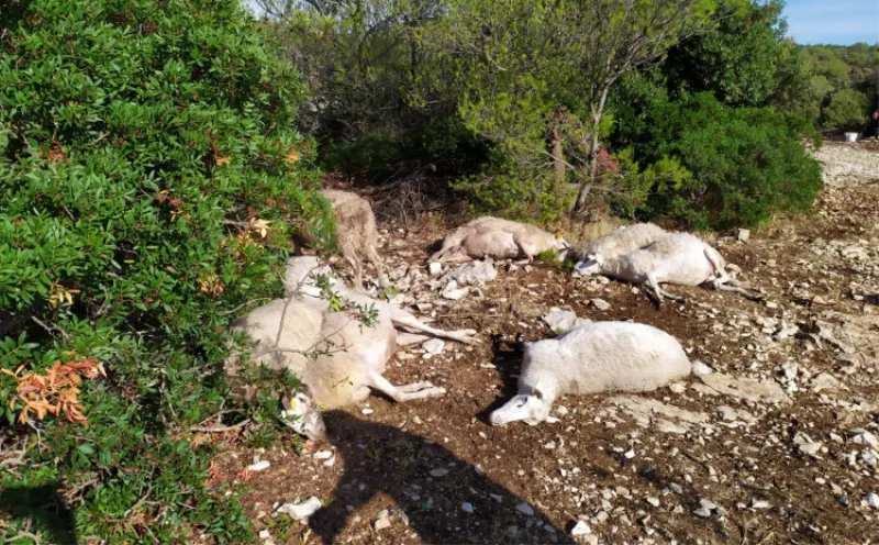 Grom u Dalmaciji ubio 47 ovaca! Vlasnik: Ni ja ni žena nemamo penzije, ubilo me ovo