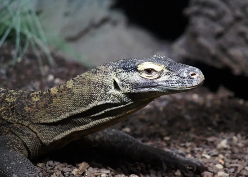 Komodski varani inspirirali su Godzillu, miris mesa osjete kilometrima daleko