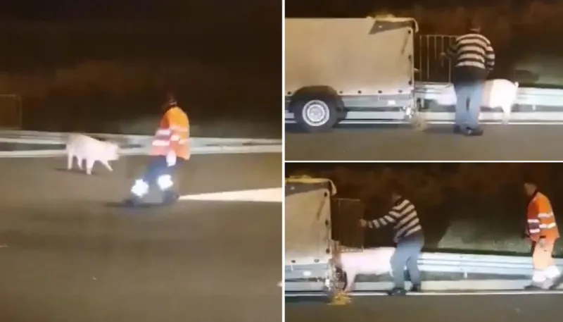 Svinja mu 'zbrisala' iz prikolice, u lovu mu pomagali i radnici Autocesta