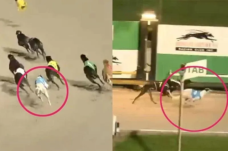 VIDEO: Najveći povratak ikad u utrci pasa, 'četvorka' napravila nemoguće