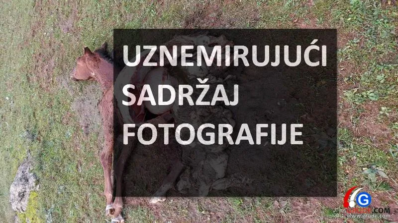 Vukovi u Tihaljini razderali ždrijebe, u Drinovcima ih mladić jedva otjerao