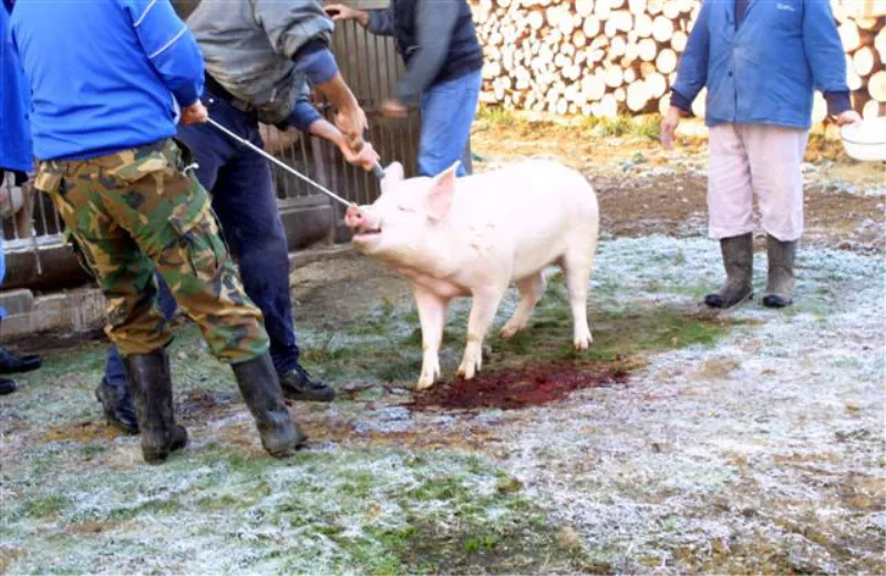 Mesar upucao svinju i mladića