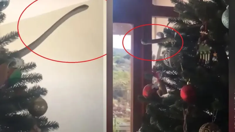 Okitili božićnu jelku pa skužili da je mačke čudno promatraju! A s jelke je njih gledala zmija