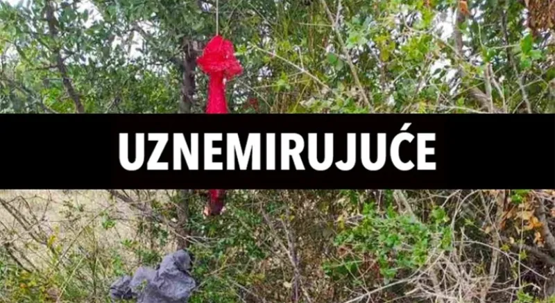 Jeziv slučaj: Netko mjesecima ubija ovce i vješa im organe po stablima