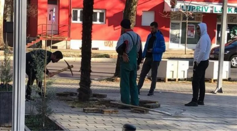 Usred bijela dana u Mostaru otkopavali gradsku palmu, prodavali ih za 400 KM