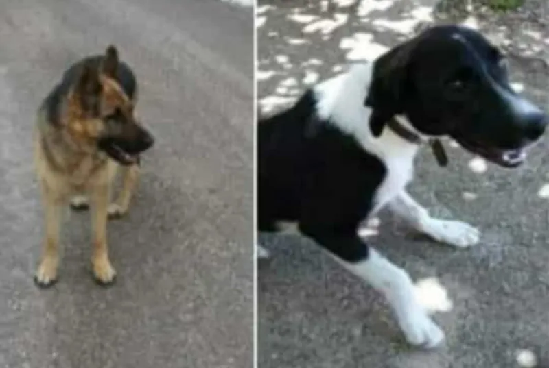 Na području Gruda izgubljena dva psa